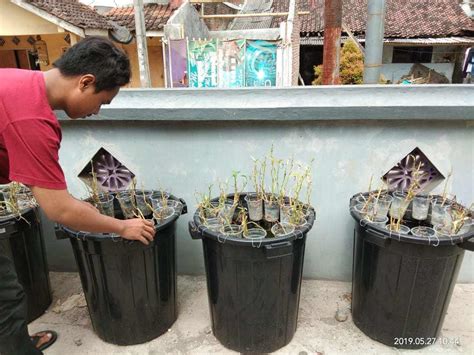 Pemberiaan makanan belut harus teratur. Cara Budidaya Ikan Lele Dalam Ember dan Keuntungannya