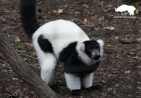 Black And White Ruffed Lemur Binder Park Zoo