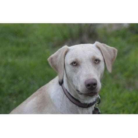 They have been breeding english labradors since 1980 and all of their females are the result of their 39 year breeding program. Unity Pond Labradors, Labrador Retriever Breeder in Weare ...