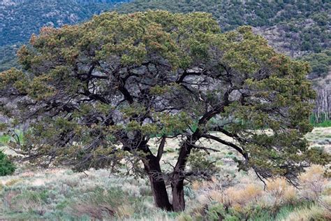 Pinyon Pine Coniferous Forest