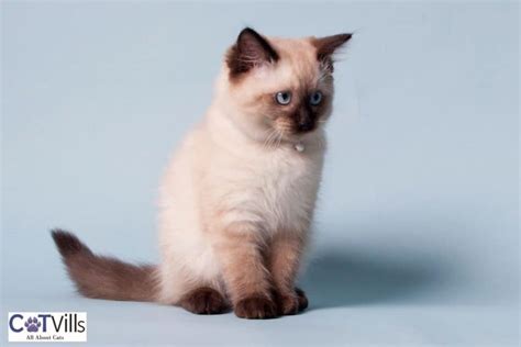 Chocolate Point Siamese Cats Discover Their Unique Charm