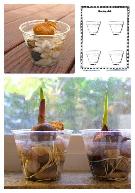 Kids Plant Growth Science Worksheet [From the Mamas] • B-Inspired Mama