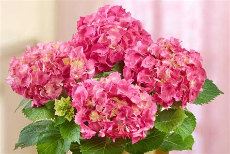 How To Change The Color Of Hydrangeas Petal Talk