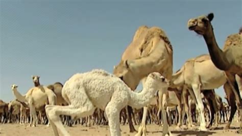 Los Camellos Animales Adaptados A La Aridez Del Desierto Fundación Aquae