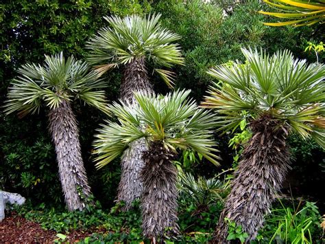 Mini Palm Trees By Easycom On Deviantart Palm Trees Mini Palm Tree