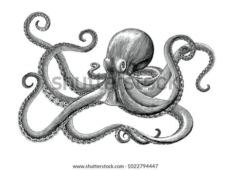 46 785 Octopus Drawings Images Stock Photos 3D Objects Vectors
