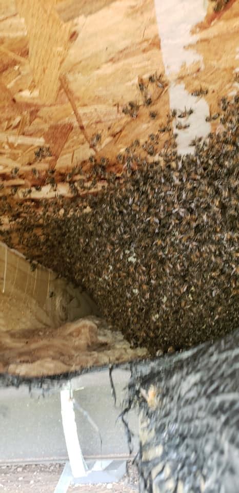 Proactive help from friendly technicians in brevard county. Dynamite Lawn & Pest Control LLC - Pest Control Service ...