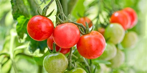 Tomato Suncrops