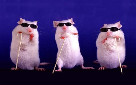 Three White Mice Wearing Sunglasses And Holding Sticks