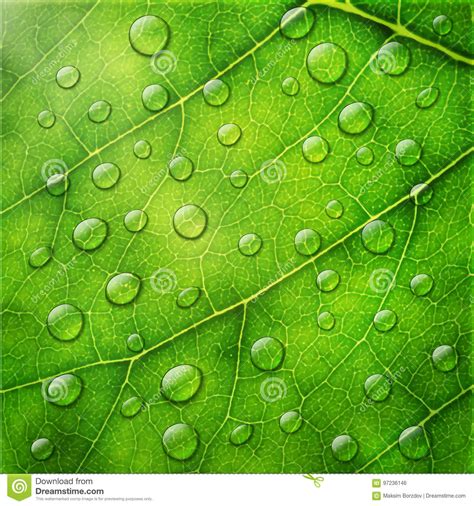 Dew Drops On Green Leaves Cartoon Vector 41404203