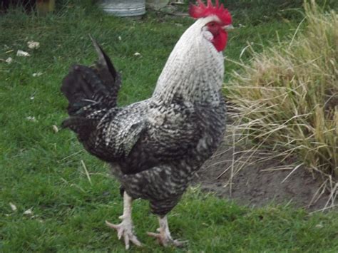 We did not find results for: What breed/breed mix is this cockerel?