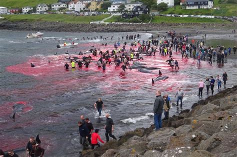 The faroese hunt on average 800 pilot whales annually. Whale hunt in Faroe Islands turns sea red with blood ...