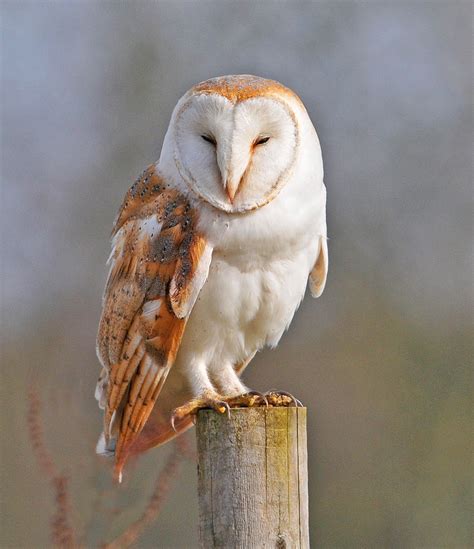 Possibly two endangered barn owls screeching back and forth to each other in sangamon county, central illinois just outside the village of pleasant plains. Barn Owl