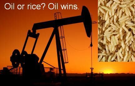 India gate regular choice basmati rice. farmlandgrab.org | Saudi Arabia moves agriculture abroad