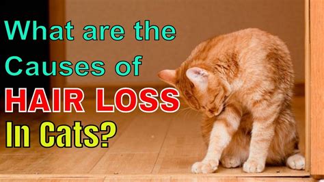 Eight common causes of cat weight loss february 16, 2018 5:30 pm published by admin. WHAT ARE THE CAUSES OF HAIR LOSS IN CATS? l V-27 - YouTube