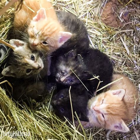 The Bradner Colony Tnr Project Tinykittens Caring More