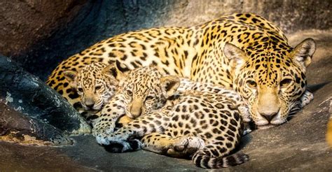 Jaguar And Cubs