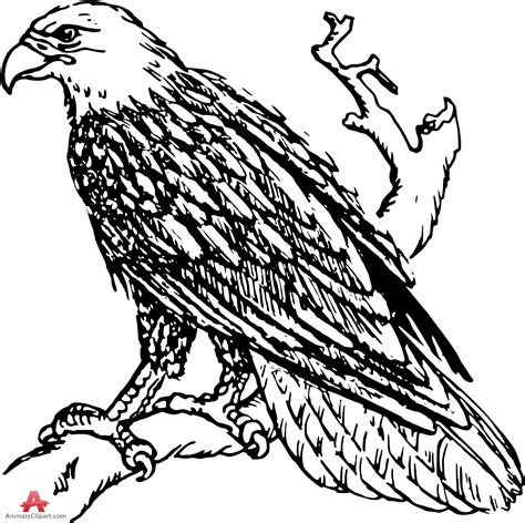 bald eagle line drawing at getdrawings free download