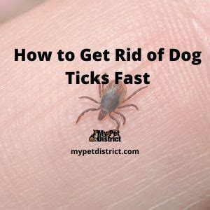 How to get rid of dog ticks fast