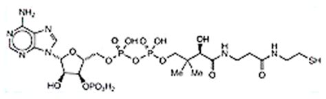 Coenzym а (коэнзим a) d8 22 мкл, acidum ascorbicum (ацидум аскорбикум) d6 22 мкл, thiaminum hydrochloricum (тиаминум. Coenzyme A - American Chemical Society