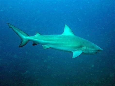 The Top 10 Deadliest Sharks In The World Owlcation