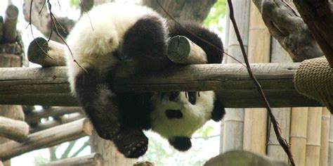Chengdu Research Base Of Giant Panda Breeding In Chengdu Bezoeken Nu