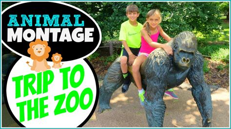 Trip To The Toledo Zoo Animal Montage Youtube