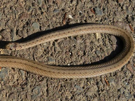 Use them in commercial designs under lifetime, perpetual & worldwide rights. Storeria dekayi dekayi | Northern brown snake turning ...
