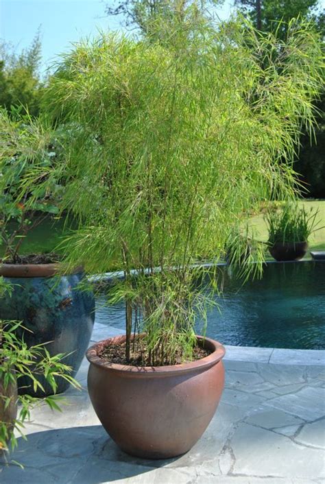 20 Bamboo In Pots Which You Can Make Decoration Inside Or Outside The
