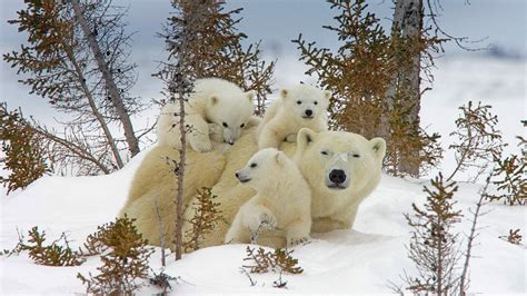 Download Baby Animal Cub Winter Snow Animal Polar Bear Hd Wallpaper