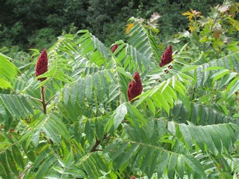What Is Poison Sumac Facty Health
