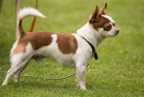 Chihuahua Dog Breed Information Pictures Characteristics And Facts