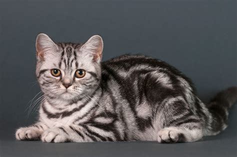 15 Most Popular Cat Breeds