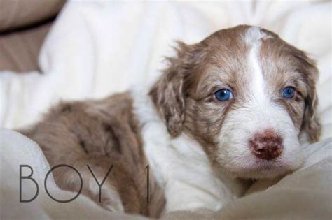 The bordoodle is among the quickest growing doodle dog breeds as. Adorable Bordoodle Puppies (Border Collie x Standard ...