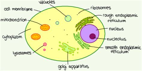 An organelle containing digestive enzymes; eukaryotic cell diagram with labels 2017 04 01 2244 - Top ...