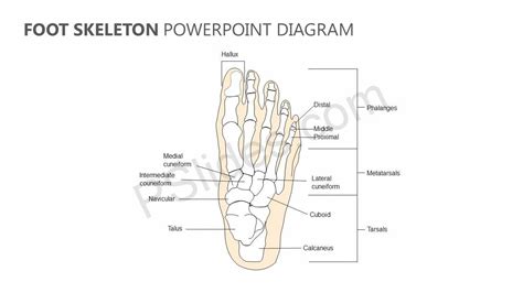 Foot Skeleton Powerpoint Diagram Diagram Foot Skeleton