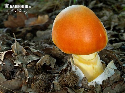 Amanita Caesarea Pictures Caesar´s Mushroom Images Nature Wildlife