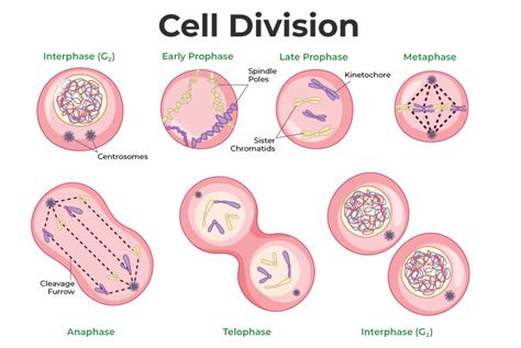 Difference Between Mitosis And Meiosis Cell Division Meiosis Vs My
