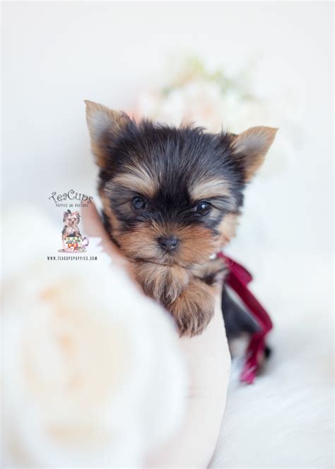 Teacup Yorkies Teacup Puppies And Boutique