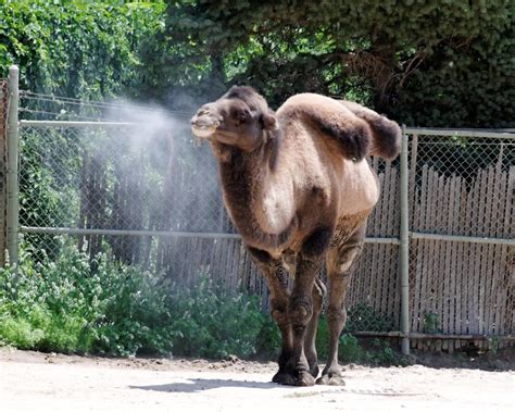 Joe camel, cartoon character that became focus of perhaps most intense attacks ever levied against an american advertising campaign, is being dropped by r j reynolds tobacco co, which will replace it with stylized versions of camel. Camel Joe | It really looks like this camel is smoking. It ...