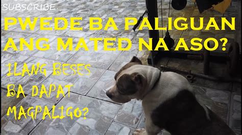 Are they an indoor or outdoor cat? CAN YOU BATHE A MATED AMERICAN BULLY DOG? HOW OFTEN SHOULD ...