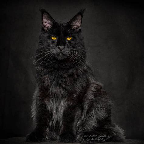 Full Grown Maine Coon Cat Black And White