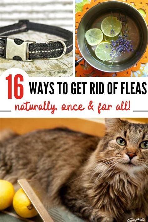 How To Get Rid Of Fleas 16 Effective Home Remedies For Fleas Home