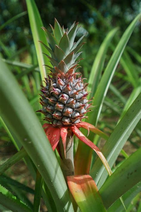 Image Of Pineapple Growing On Farm Thailand Stock Photo Image Of