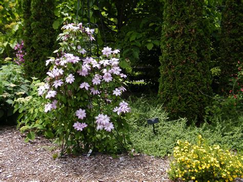 Things to do near yokohama omoshiro aquarium. Clematis ' Omoshiro' | merluc | Flickr