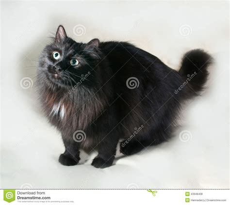 Fluffy Black Cat With Green Eyes Standing On Gray Stock