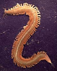 Annelida is a group commonly referred to as segmented worms, and they are found through most of the 20th century annelida was split into three major groups; Annelida - Invertebrates