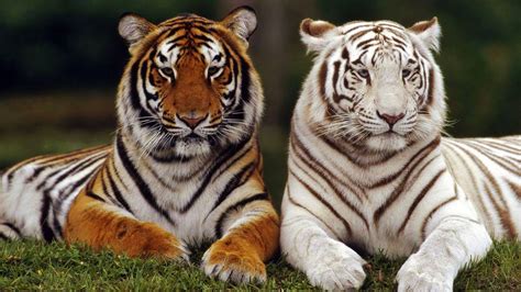 Free Photo White Tiger Animal Carnivore Cat Free Download Jooinn