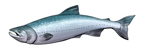 Salmon Clipart Salmon Transparent Free For Download On