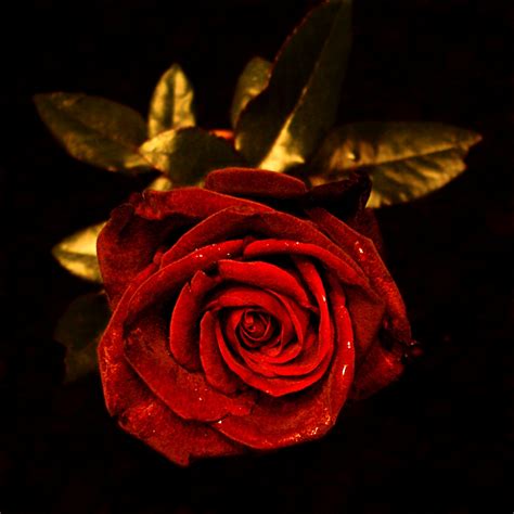 Rose Rose Von Alex Rose From Alex Manuela Salzinger Flickr